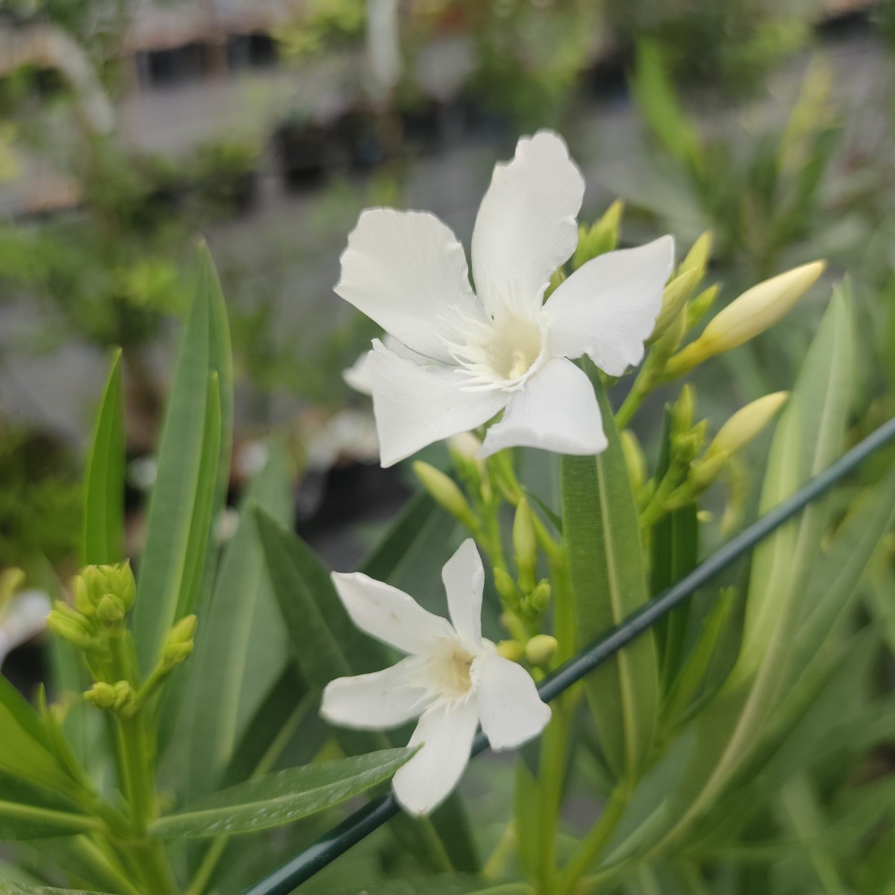 Obrázok Oleander obyčajný (Nerium oleander) ´SOEUR AGNES´ - BIELY - výška 30-50 cm, kont. C3L (-10/-12°C)